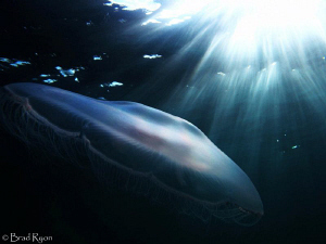 Moon Jellyfish. (Aurelia aurita) in space; Utila, Honduras by Brad Ryon 